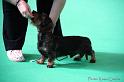 Crufts2011_2 802